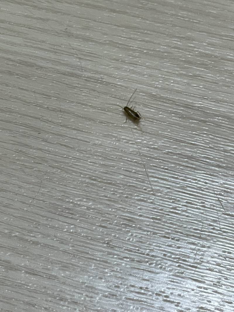 벌레 박사 있어? 이거 바퀴야? 아님 습해서 나오는 벌레야? 혐오주의 | 인스티즈