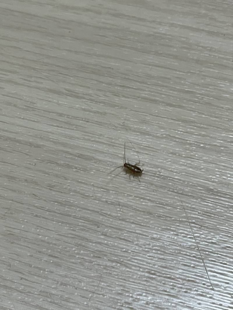 벌레 박사 있어? 이거 바퀴야? 아님 습해서 나오는 벌레야? 혐오주의 | 인스티즈