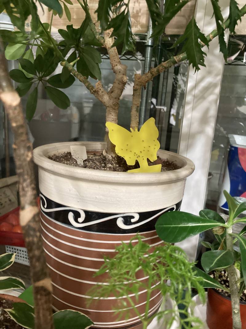 우리집 화분에서 나온 벌레들 볼래? | 인스티즈