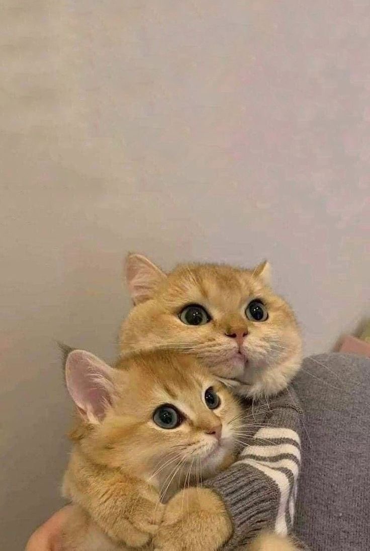 [OnAir] 아오 열받아서 못보겠어ㅠㅠㅠㅠㅠㅠㅠㅠㅠㅠㅠㅠㅠ아 때리고 빵가? ㅠㅠㅠㅠㅠㅠㅠ | 인스티즈