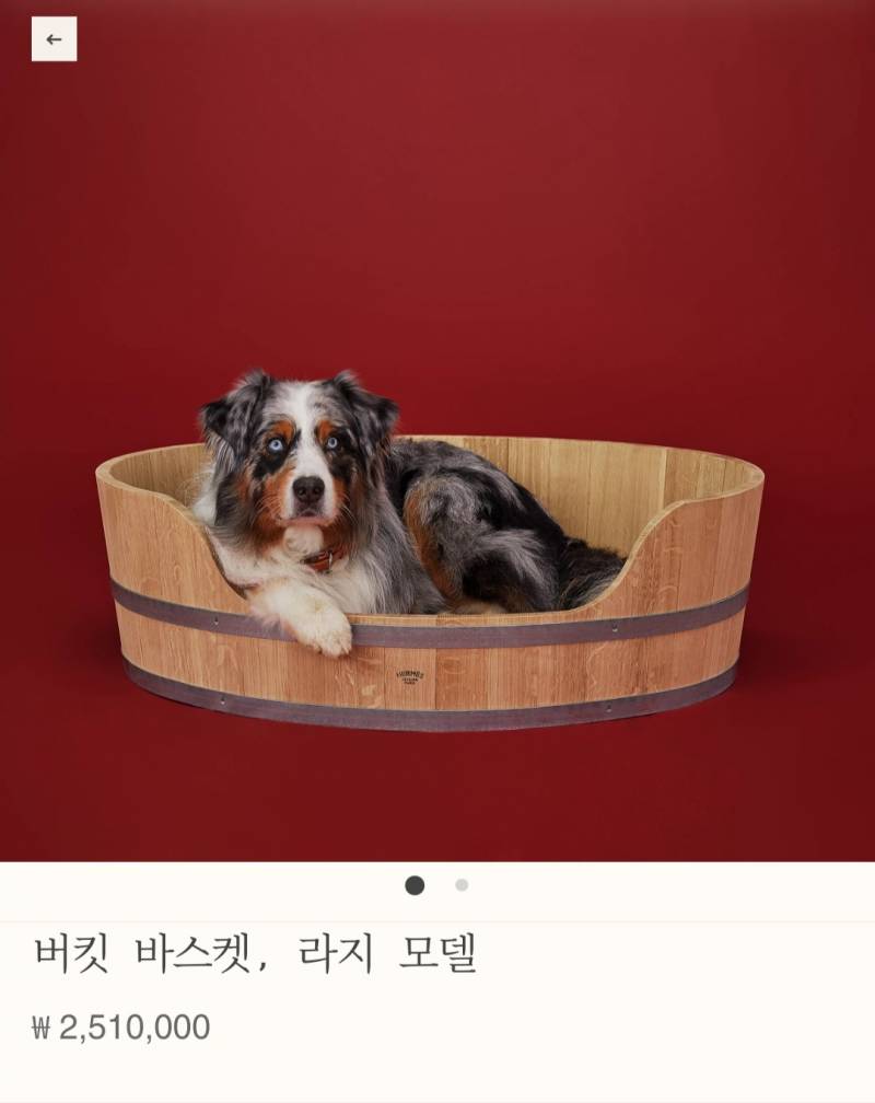 이런거 쓰는 멍멍이들은 ㄹㅇ ㄹㅇ 부잣집 멍멍이들이겠지? | 인스티즈