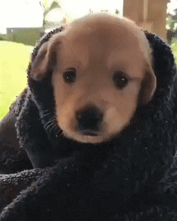 엉니..미아녜 내가 언니가 아끼는 굿즈 뜯었어 | 인스티즈