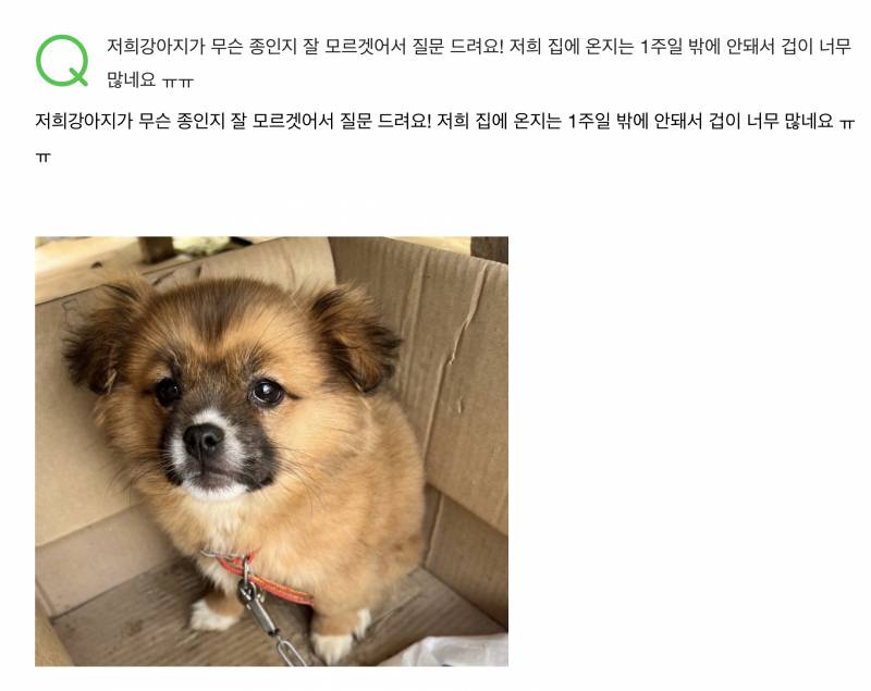 ㅋㅋㅋㅋㅋㅋㅋ이거봐 너무 귀여워…지식인 강아지 질문 | 인스티즈