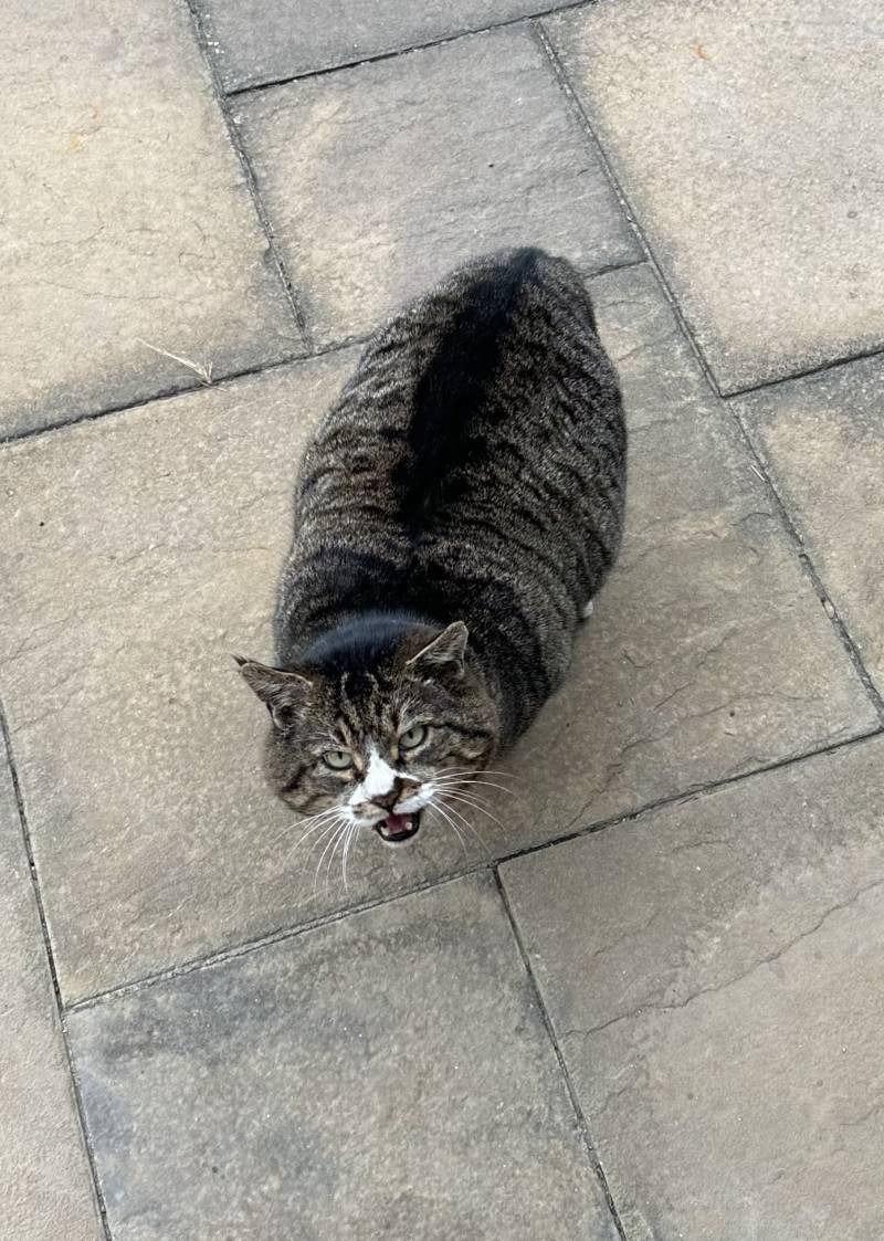 뚱땡이 길고양이 어떡하지 | 인스티즈