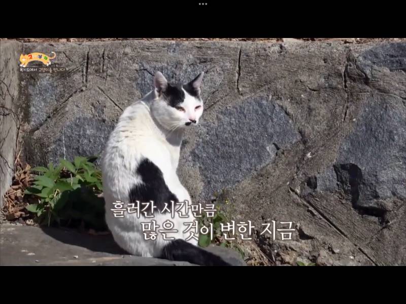 어떻게 고양이 무늬가 하트..? | 인스티즈