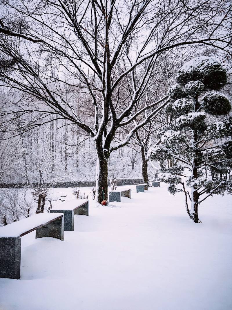 눈 내리는 우리 학교 사진 보구가세요❄️ | 인스티즈