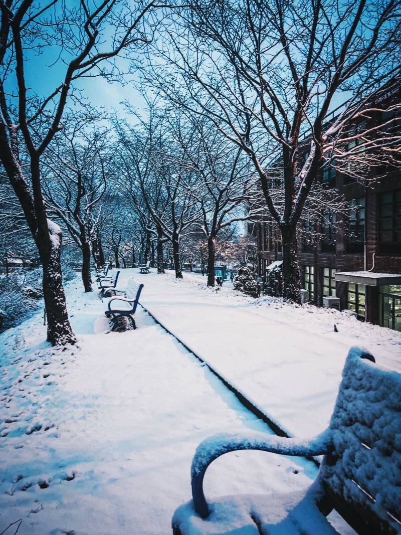 눈 내리는 우리 학교 사진 보구가세요❄️ | 인스티즈