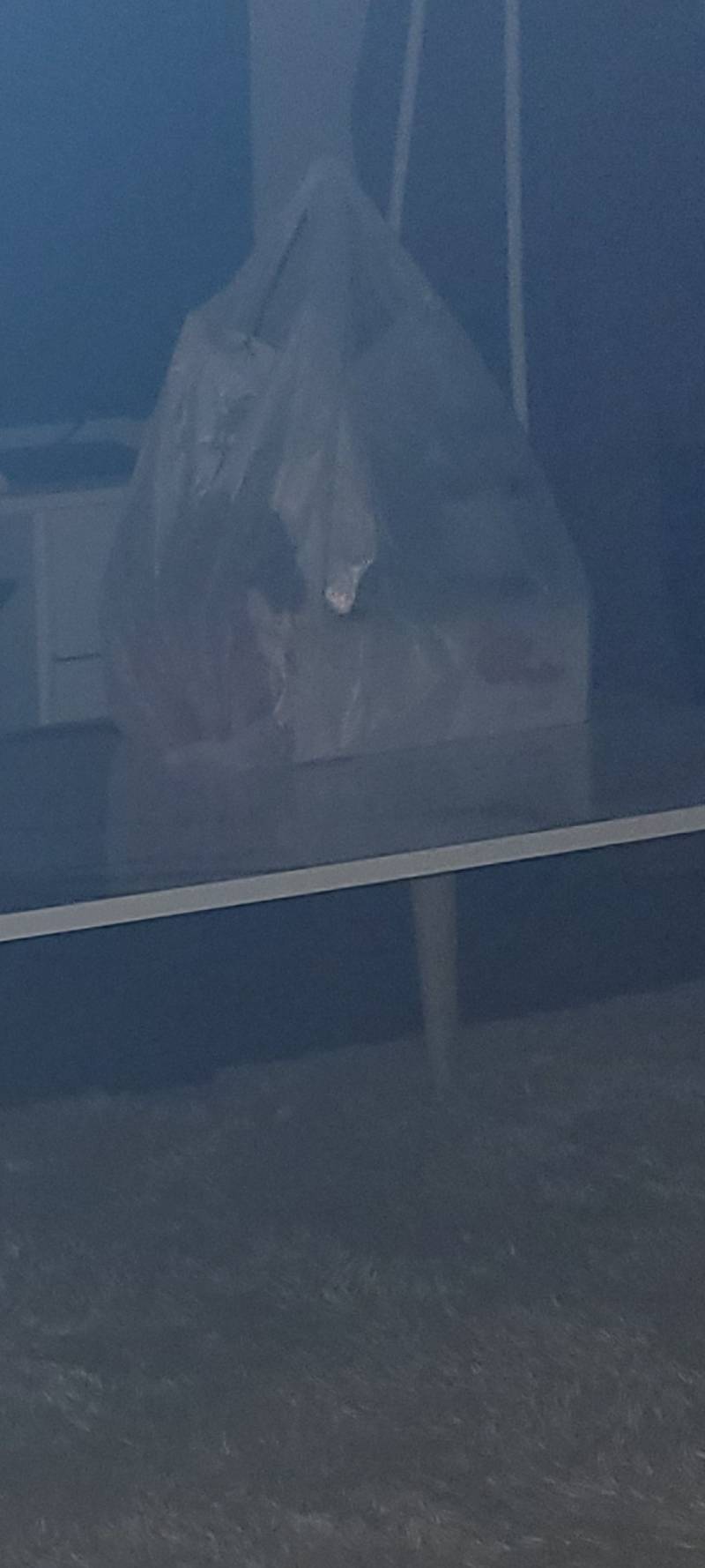 익들아 나 지금 레전드 독기야 | 인스티즈