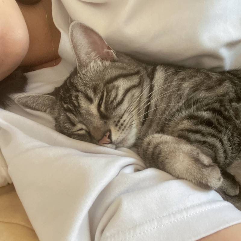 울집 고양이 자는거봐 ㅋㅋㅋㅋ | 인스티즈