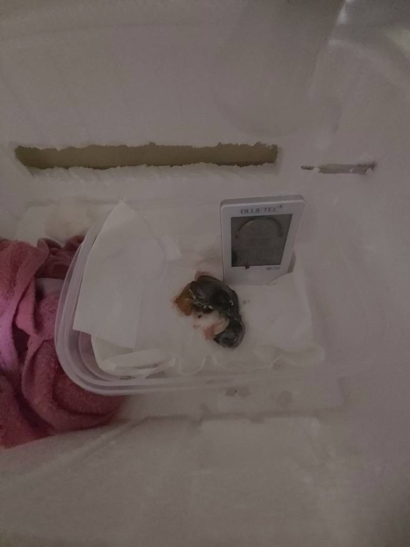 병아리 묻어주고 옴 | 인스티즈