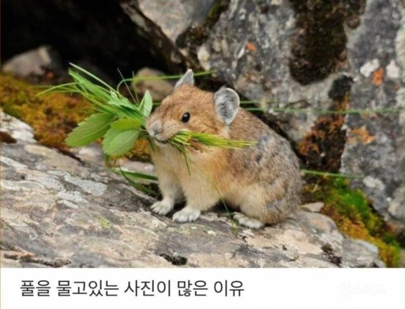 피카츄 모델인 새앙토끼가 입에 꽃을 달고 다니는 이유.jpg | 인스티즈