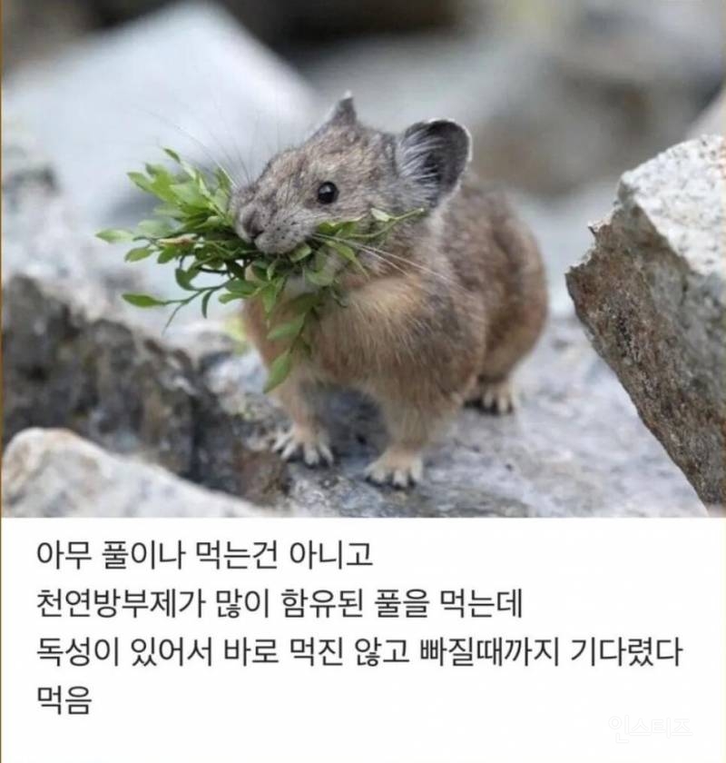피카츄 모델인 새앙토끼가 입에 꽃을 달고 다니는 이유.jpg | 인스티즈