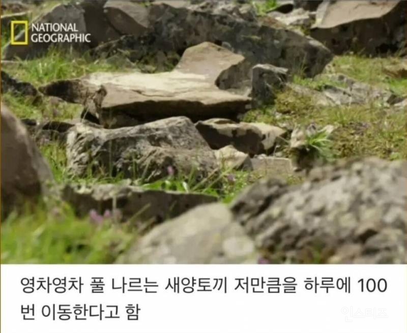 피카츄 모델인 새앙토끼가 입에 꽃을 달고 다니는 이유.jpg | 인스티즈