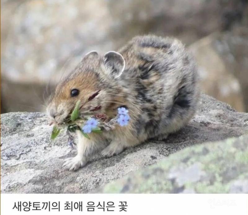 피카츄 모델인 새앙토끼가 입에 꽃을 달고 다니는 이유.jpg | 인스티즈