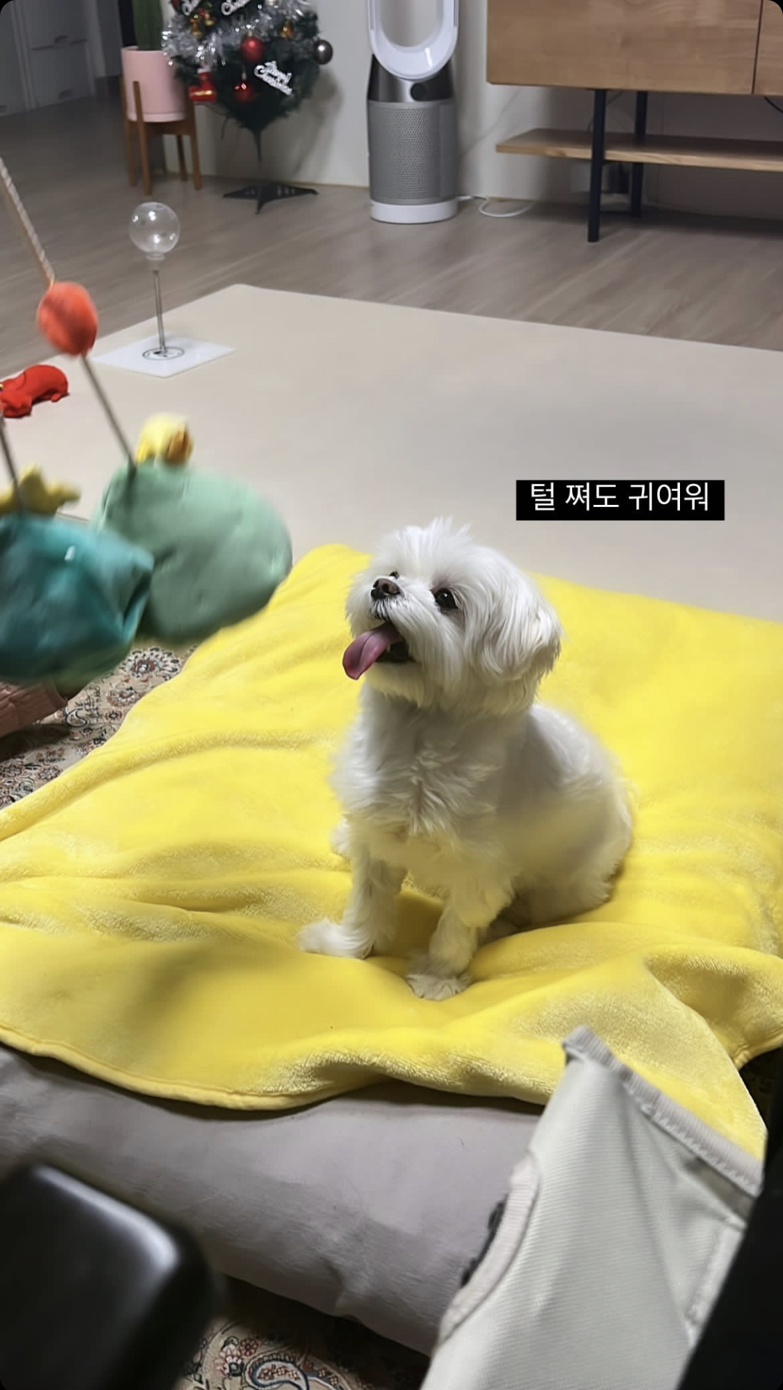 [잡담] 세븐틴 승관 진짜 귀엽다,, | 인스티즈