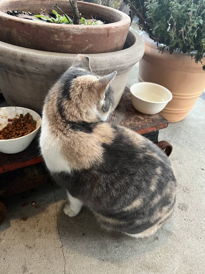 오늘 카페에서 본 고양이 | 인스티즈