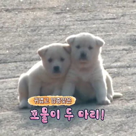 [잡담] 정우 성찬 형제즈🥹 | 인스티즈