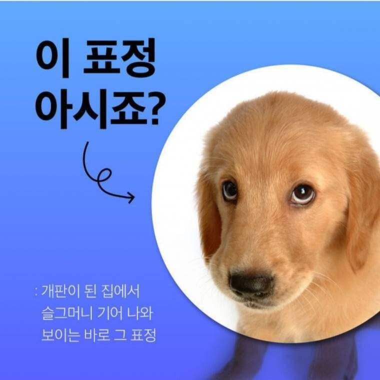 개키우는 익들 이표정 본적있어?? | 인스티즈