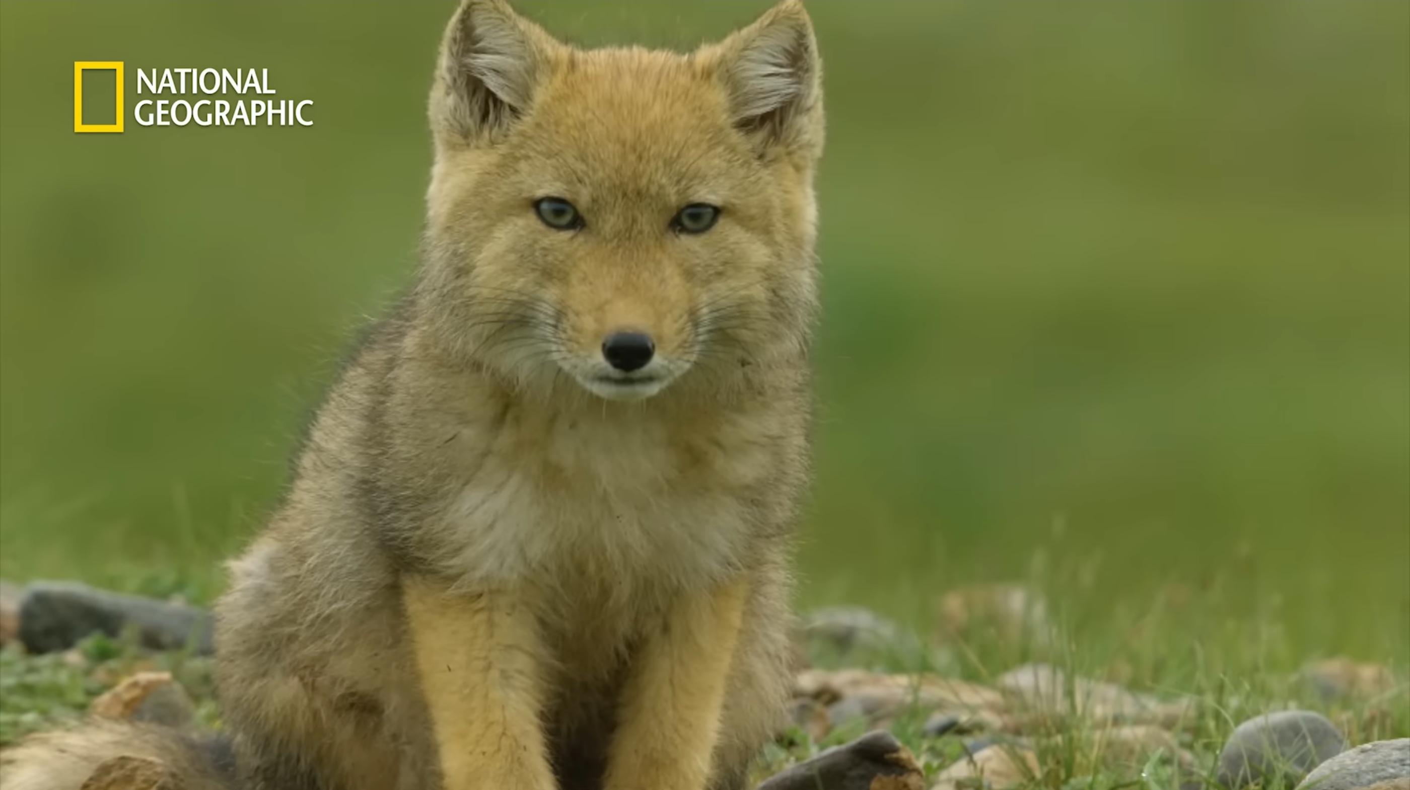 [잡담] 세븐틴 원우 닮은꼴 동물 생각 날듯말듯 했는데 드디어 찾음 | 인스티즈