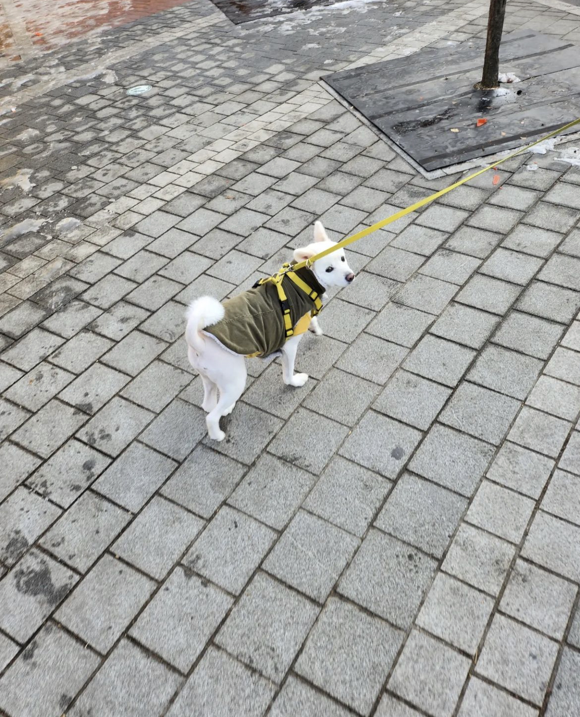 [잡담] 남자친구 강아띠 | 인스티즈