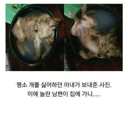 강아지를 말끔하게 씻기려는 와이프.jpg | 인스티즈