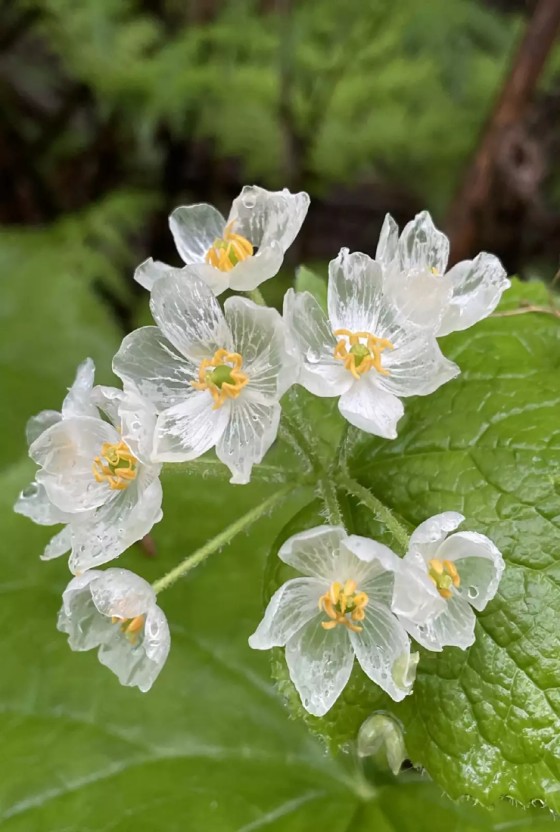 [잡담] 윤정한 ㄹㅇ 산하엽같이 생김 | 인스티즈