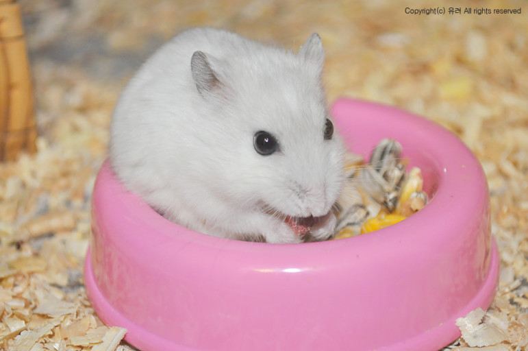 [잡담] 호시 오늘 펄 햄스터 그 자체 | 인스티즈