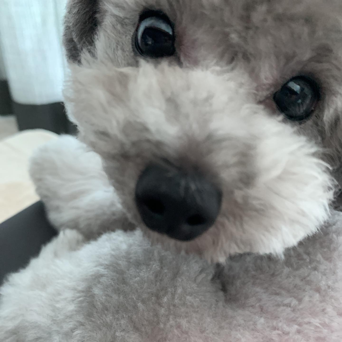 [잡담] 태연이랑 제로랑 있는 사진 보면 너무 행복해짐 | 인스티즈