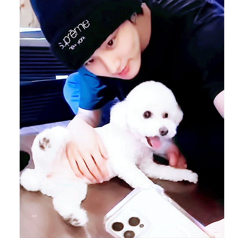 [잡담] 강아지 좋아하는 아기고양이 | 인스티즈