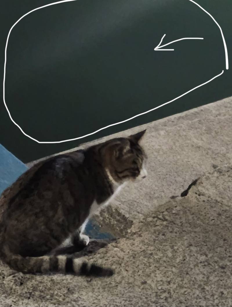 익들 나 쥐나서 엄마가 산책하다가 야옹이 사진 찍어붰는데 | 인스티즈