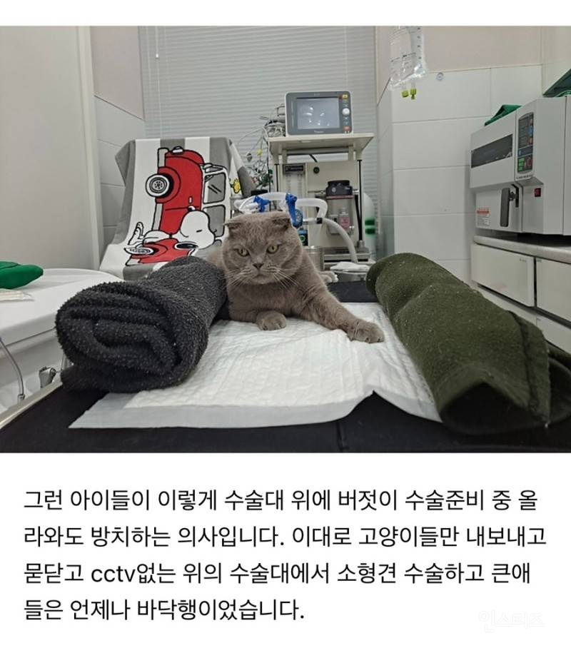 동물카페에 올라온 인천 송도 동물병원 폭로.jpg | 인스티즈