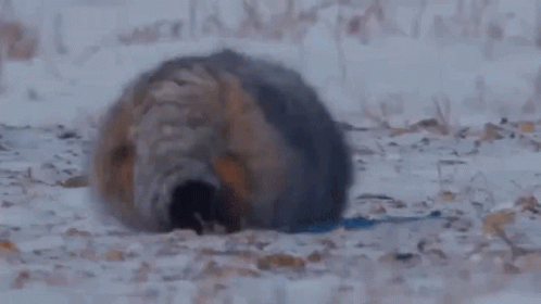 얘드라 마눌고양이 보고가 | 인스티즈