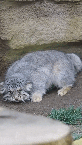 얘드라 마눌고양이 보고가 | 인스티즈