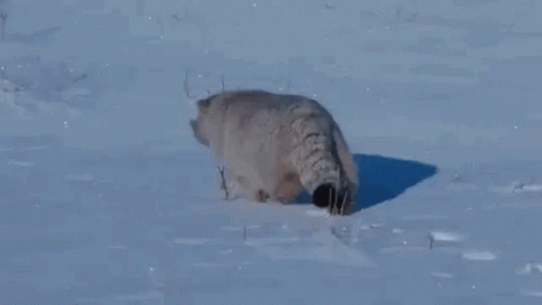 얘드라 마눌고양이 보고가 | 인스티즈