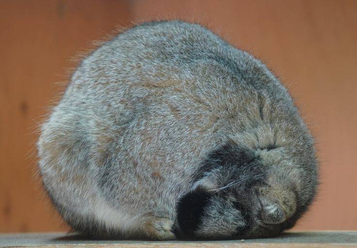 얘드라 마눌고양이 보고가 | 인스티즈