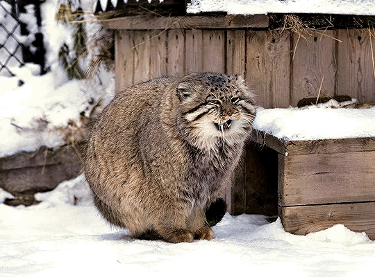 얘드라 마눌고양이 보고가 | 인스티즈