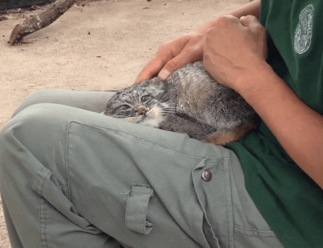 얘드라 마눌고양이 보고가 | 인스티즈