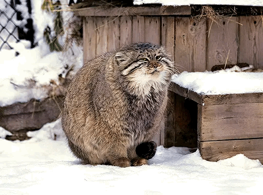 얘드라 마눌고양이 보고가 | 인스티즈
