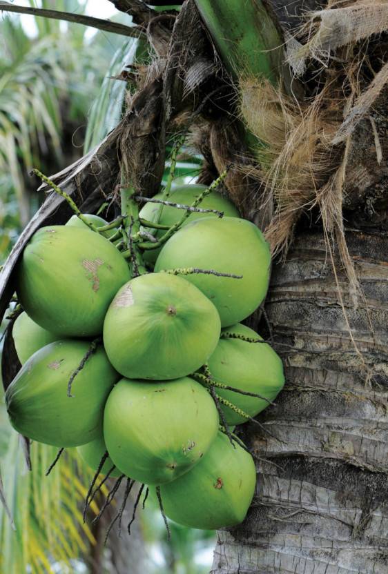 잇잖아 실제로 코코넛열매 먹으면 지코 맛 나?? | 인스티즈