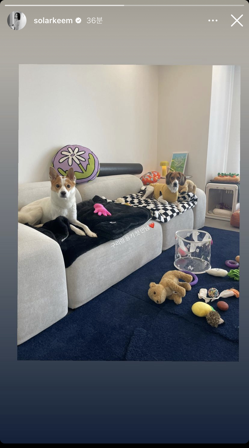 [잡담] 이거 애견 카페야? | 인스티즈