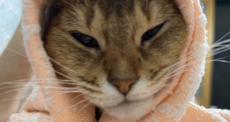 이 고양이는 순둥이VS까칠이 정답을 공개하겠섬늬다 | 인스티즈