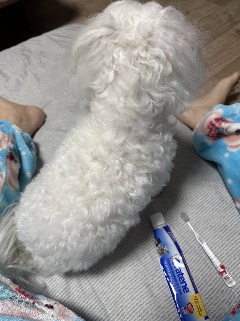 울집 강쥐 양치하자고 앉아! 하면 이래 | 인스티즈