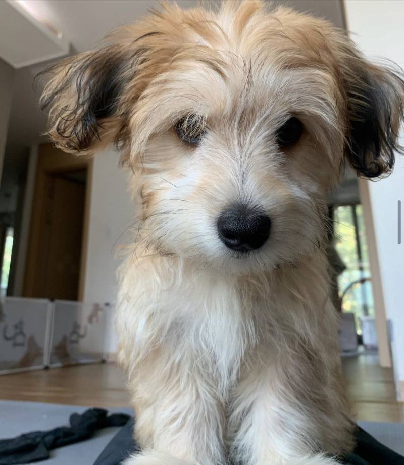 아까 이 강아지 사진 올라온 글 아는 사람 | 인스티즈