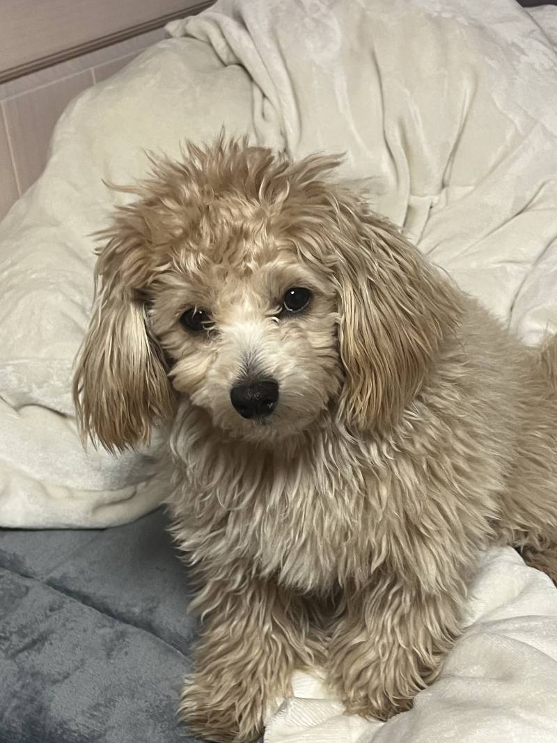 친구가 강아지 점점 나 닮아간다는데 뭔 느낌인거야…?? | 인스티즈