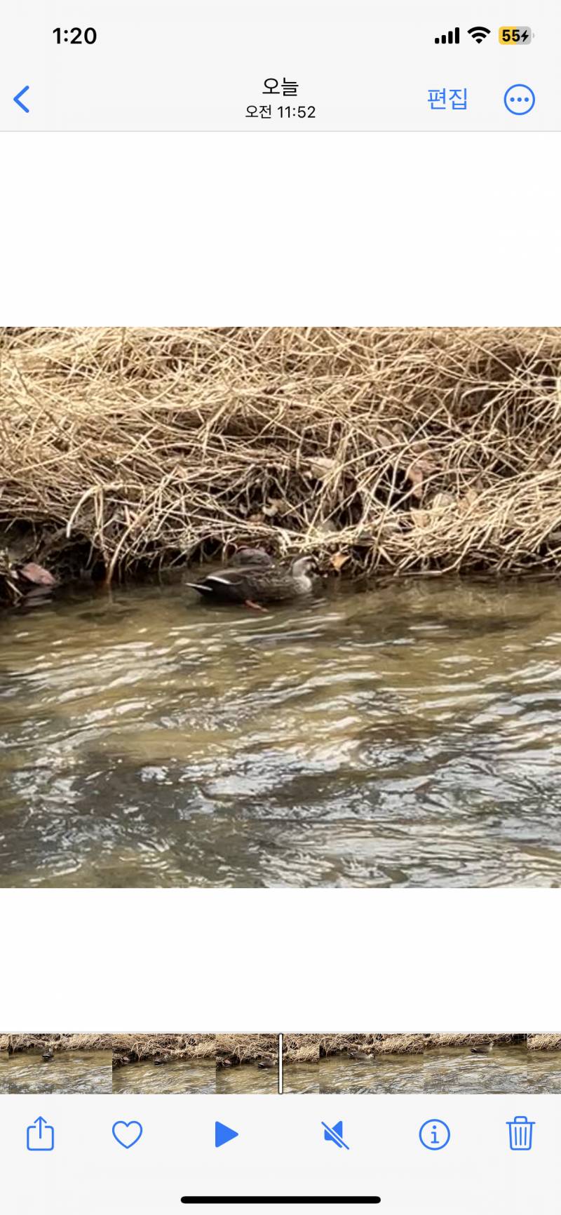 오늘 천둥오리 봄 개귀여워 | 인스티즈