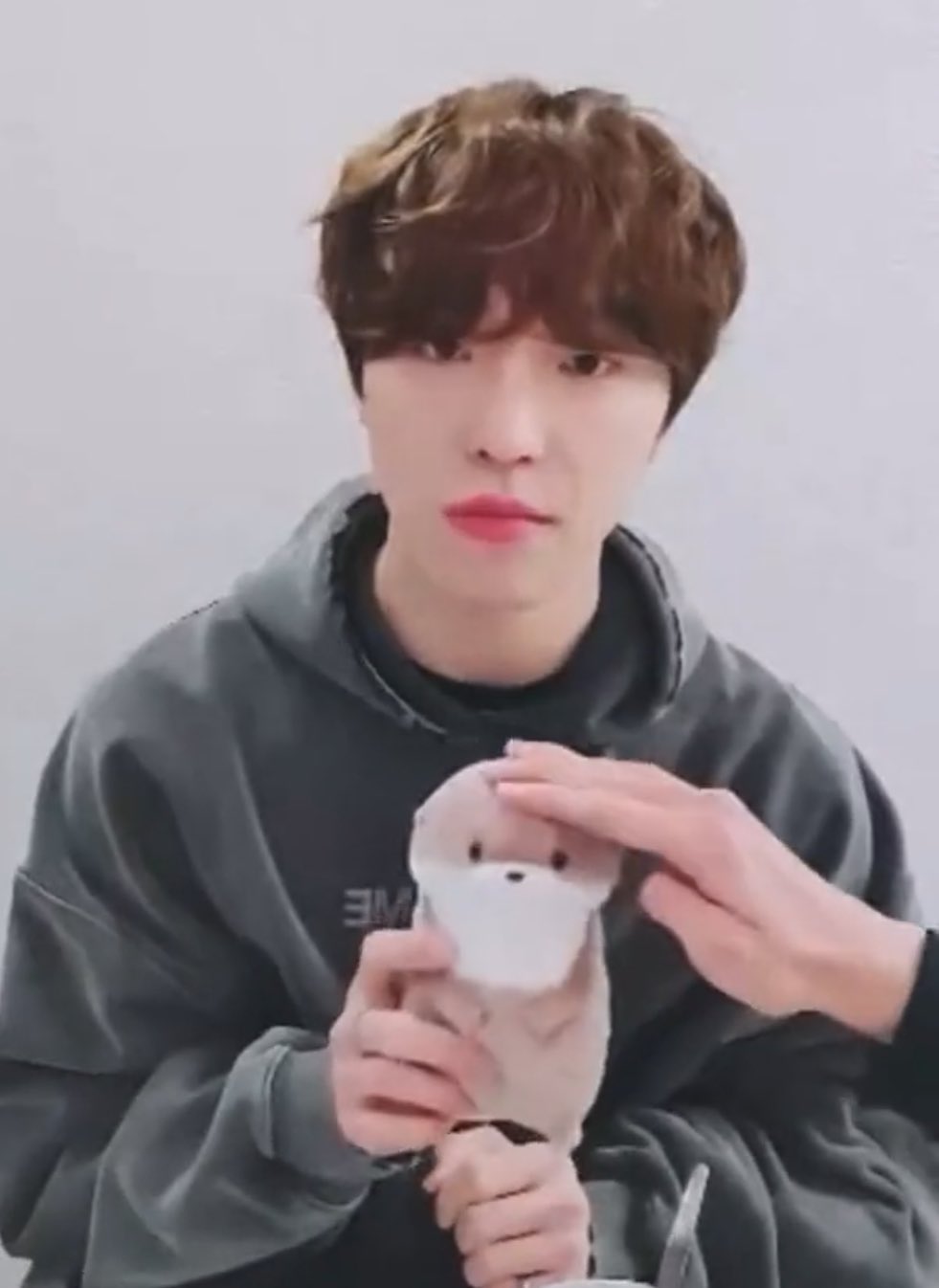 [잡담] 봉들아 이 수달 인형 혹시 어디서 파는지 아니...? | 인스티즈