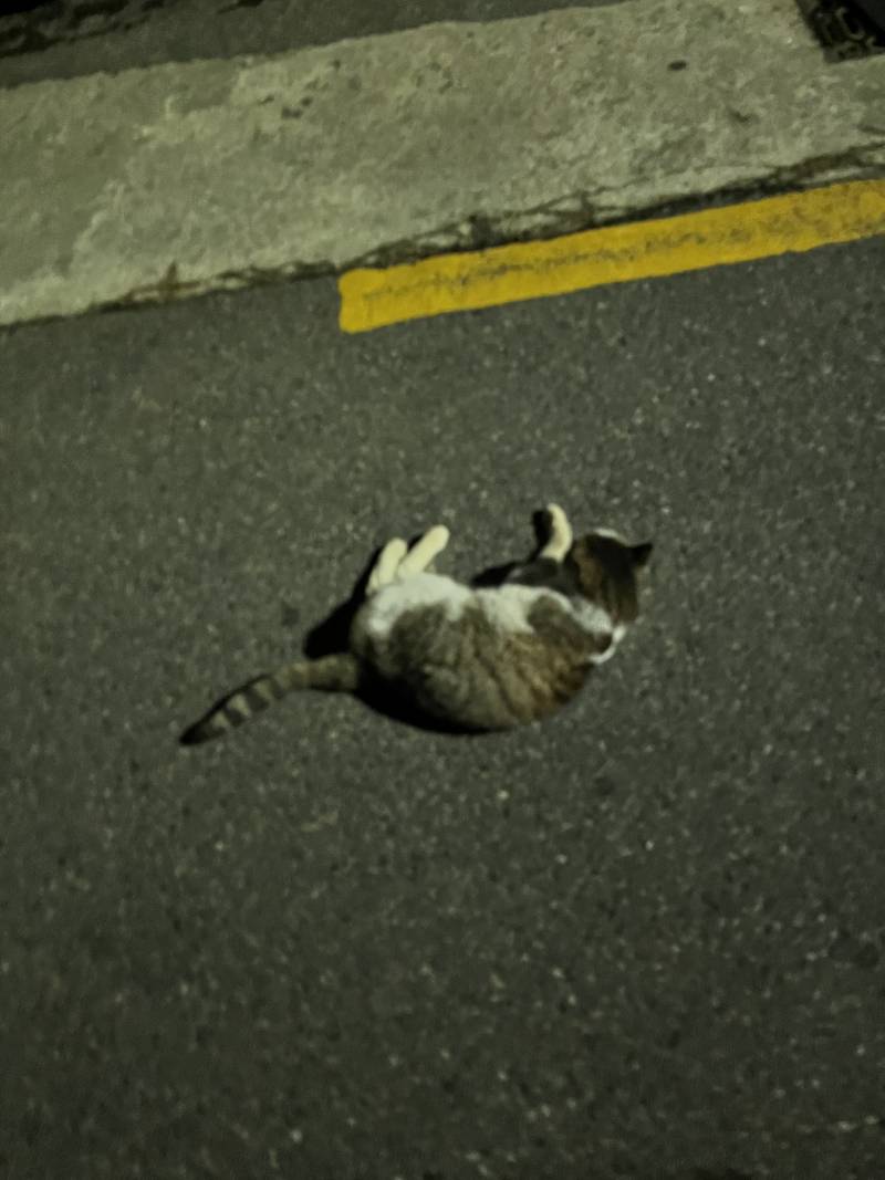ㅠㅠㅠㅠ 잠깐 편의점 다녀왔는데 길냥이가 계속 따라와서 마음이 너무 아팠어 | 인스티즈