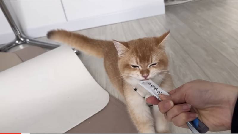 얘는 고양인데 완전 개처럼 생겼어.. | 인스티즈