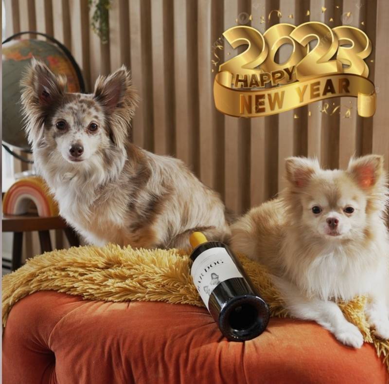 강아지 종류 잘아는익!!! | 인스티즈