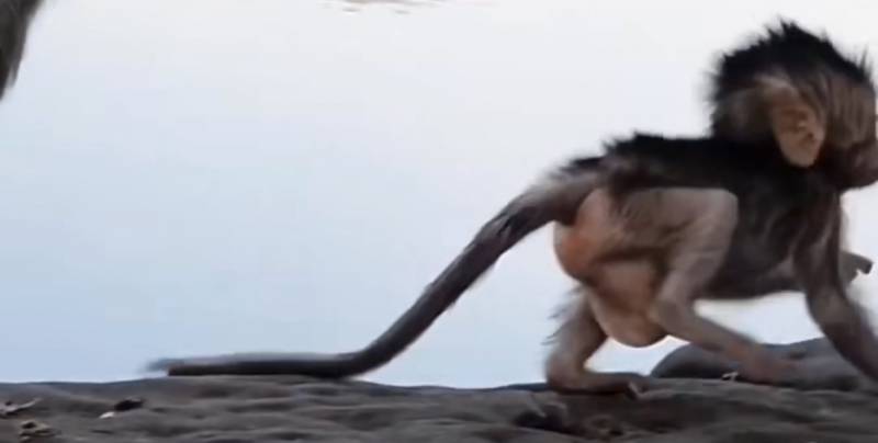 원숭이 애기는 납작하게 생겨ㅛㅓ 신기하당 | 인스티즈